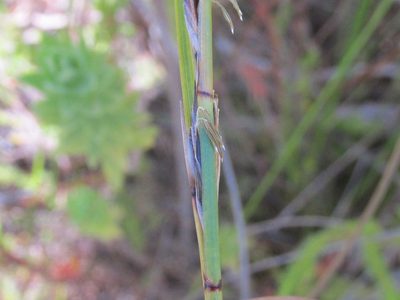 Schoenus neovillosus, photographed by douglaseustonbrown