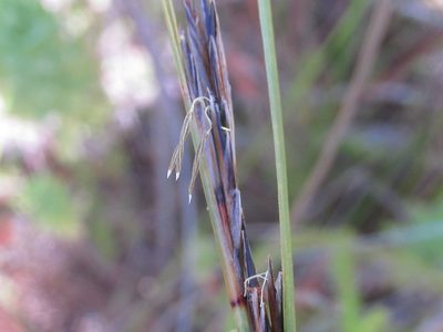 Schoenus neovillosus, photographed by douglaseustonbrown