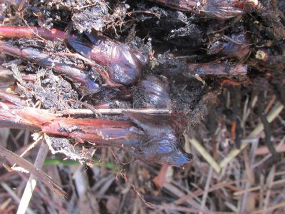 Schoenus neovillosus, photographed by douglaseustonbrown