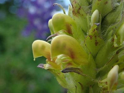 Pedicularis bracteosa, photographed by Nolan Exe
