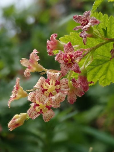 Ribes acerifolium, photographed by Nolan Exe
