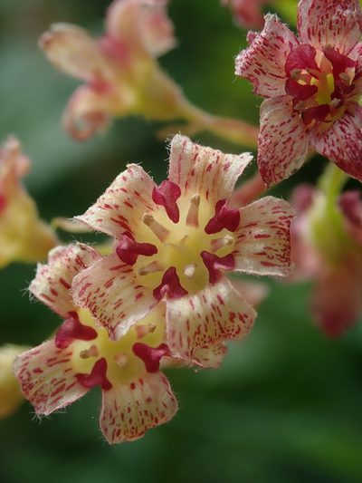 Ribes acerifolium, photographed by Nolan Exe
