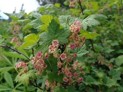 Ribes acerifolium, photographed by Nolan Exe
