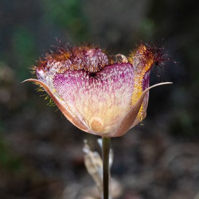 Calochortus fimbriatus, photographed by Nora Bales
