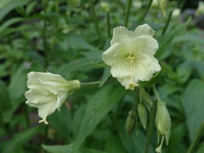 Epilobium luteum, photographed by Nolan Exe