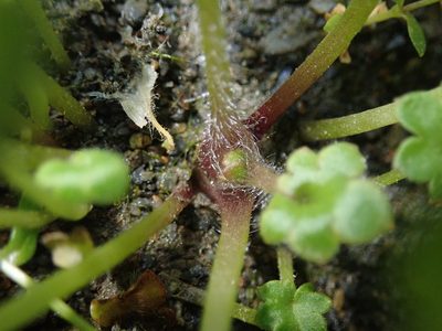 Romanzoffia sitchensis, photographed by Nolan Exe