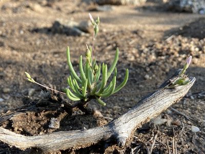 Phemeranthus parviflorus, photographed by Reid Hardin