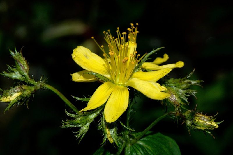 Hypericum elodeoides, photographed by Ramnarayan K