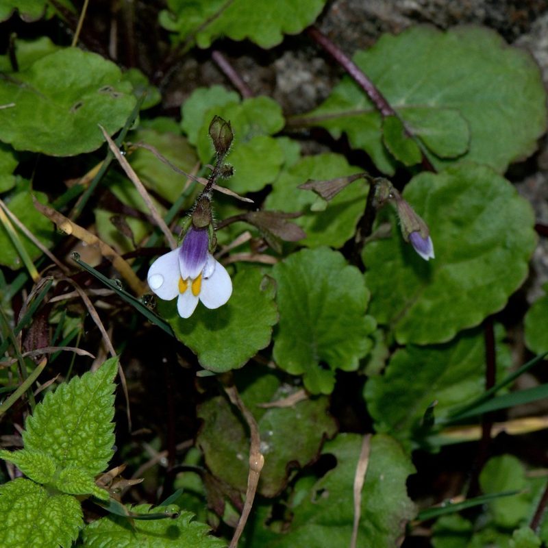 Mazus surculosus, photographed by Ramnarayan K