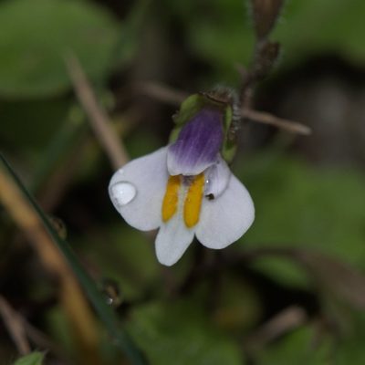 Mazus surculosus, photographed by Ramnarayan K