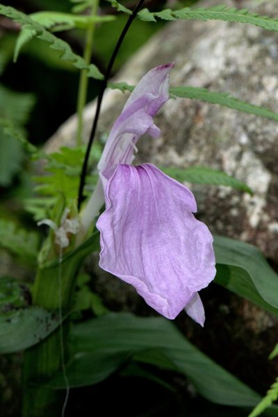 Roscoea purpurea, photographed by Ramnarayan K