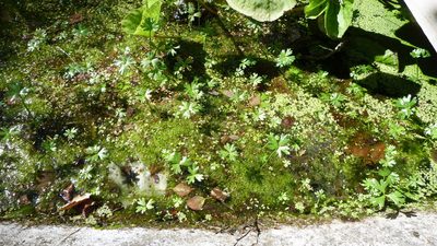 Ranunculus glabrifolius, photographed by Colin Meurk