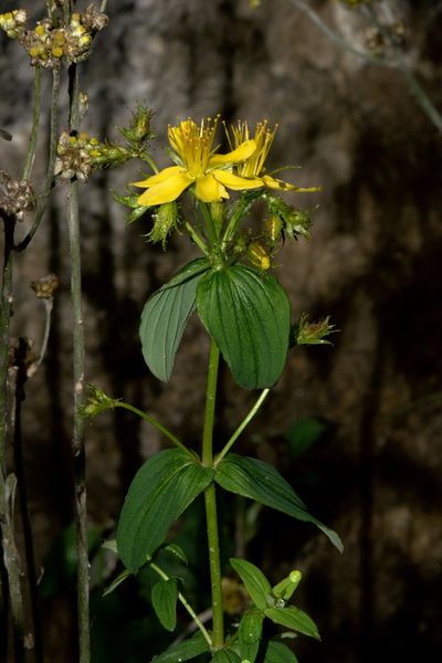 Hypericum elodeoides, photographed by Ramnarayan K