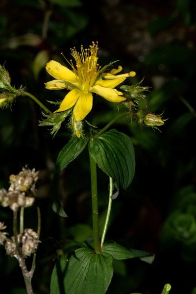Hypericum elodeoides, photographed by Ramnarayan K