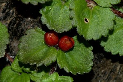 Hemiphragma heterophyllum, photographed by Ramnarayan K