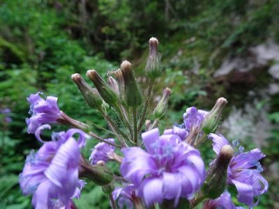 Cicerbita alpina, photographed by Thomas Koffel