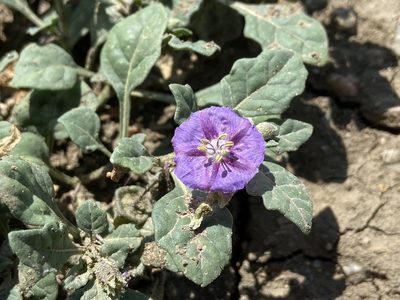 Quincula lobata, photographed by Reid Hardin