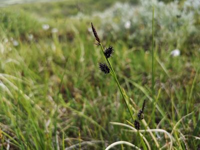 Carex saxatilis, photographed by Jens-Christian Svenning