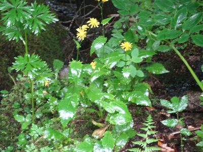 Crepis paludosa, photographed by Thomas Koffel