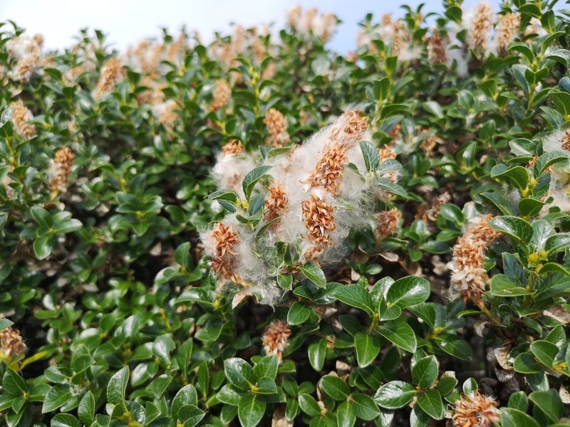 Salix myrsinites, photographed by Jens-Christian Svenning