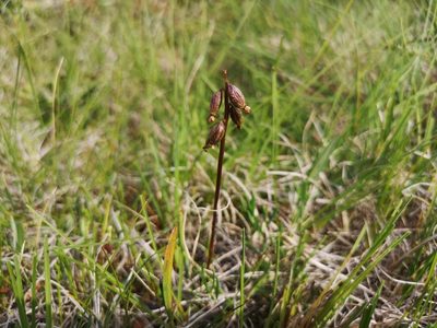 Corallorhiza trifida, photographed by Jens-Christian Svenning