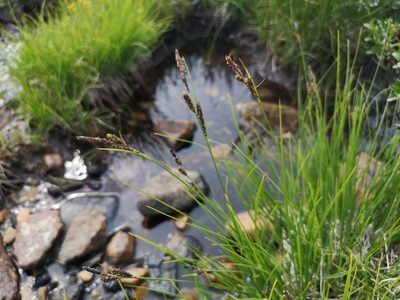 Carex nigra, photographed by Jens-Christian Svenning