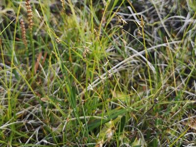 Carex pauciflora, photographed by Jens-Christian Svenning