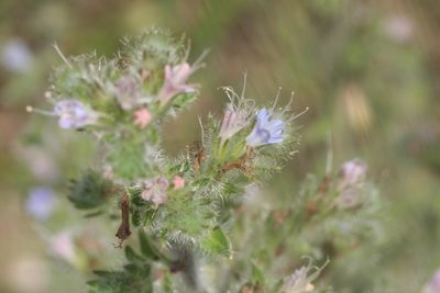 Echium italicum, photographed by Edmundas Greimas