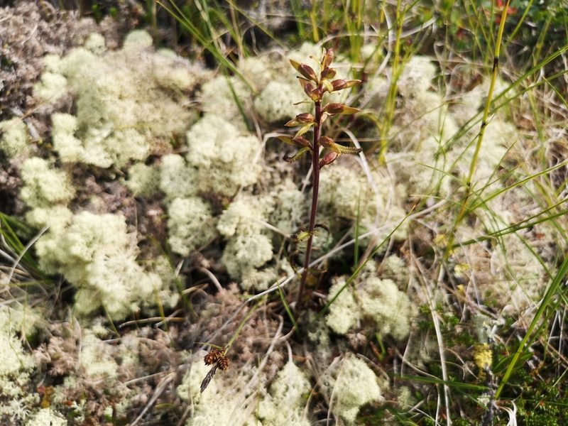 Pedicularis lapponica, photographed by Jens-Christian Svenning