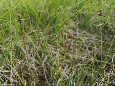 Carex pauciflora, photographed by Jens-Christian Svenning