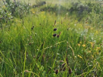 Carex saxatilis