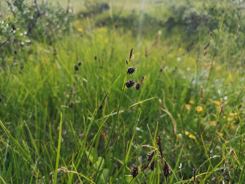 Carex saxatilis, photographed by Jens-Christian Svenning