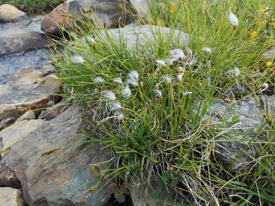 Trichophorum alpinum, photographed by Jens-Christian Svenning