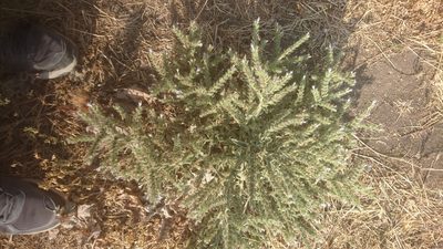 Echium italicum, photographed by Fethullah ÖZTÜRK
