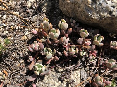 Sedum obtusatum, photographed by Christine Rudman