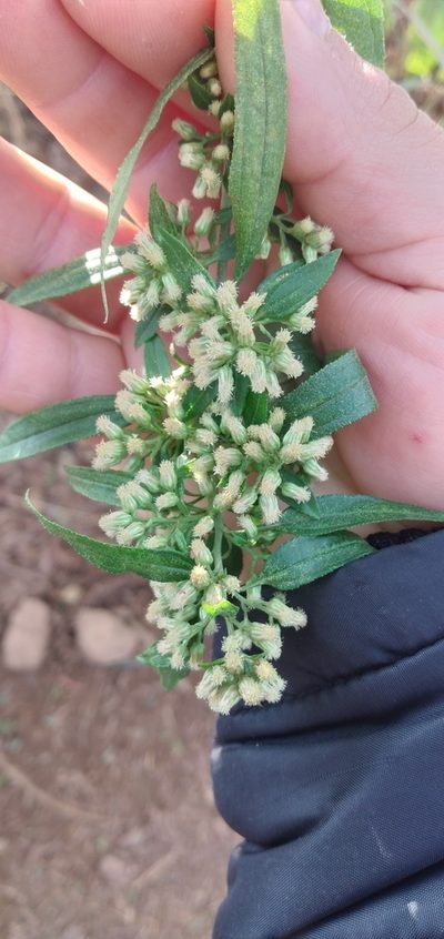 Baccharis oxyodonta, photographed by Edson Luis Fabro Gasperin