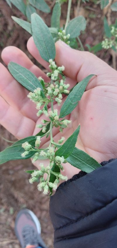 Baccharis oxyodonta, photographed by Edson Luis Fabro Gasperin
