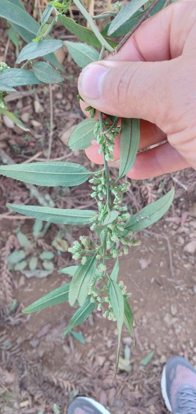 Baccharis oxyodonta, photographed by Edson Luis Fabro Gasperin