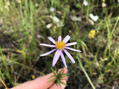 Oclemena nemoralis, photographed by Simon Joly