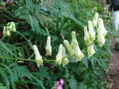 Aconitum lycoctonum, photographed by Thomas Koffel