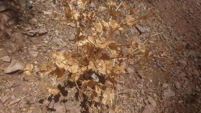Smyrnium cordifolium, photographed by Fethullah ÖZTÜRK