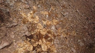 Smyrnium cordifolium, photographed by Fethullah ÖZTÜRK