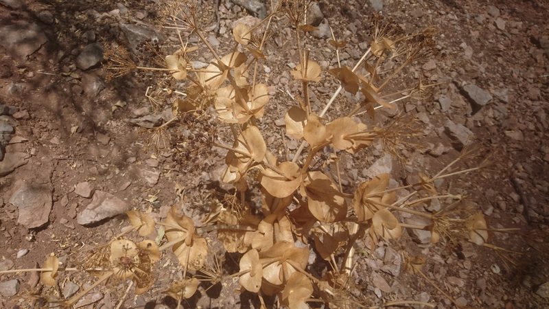 Smyrnium cordifolium, photographed by Fethullah ÖZTÜRK