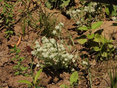 Gnaphalium palustre, photographed by Jared Shorma