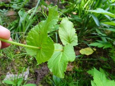 Rumex alpestris, photographed by Thomas Koffel