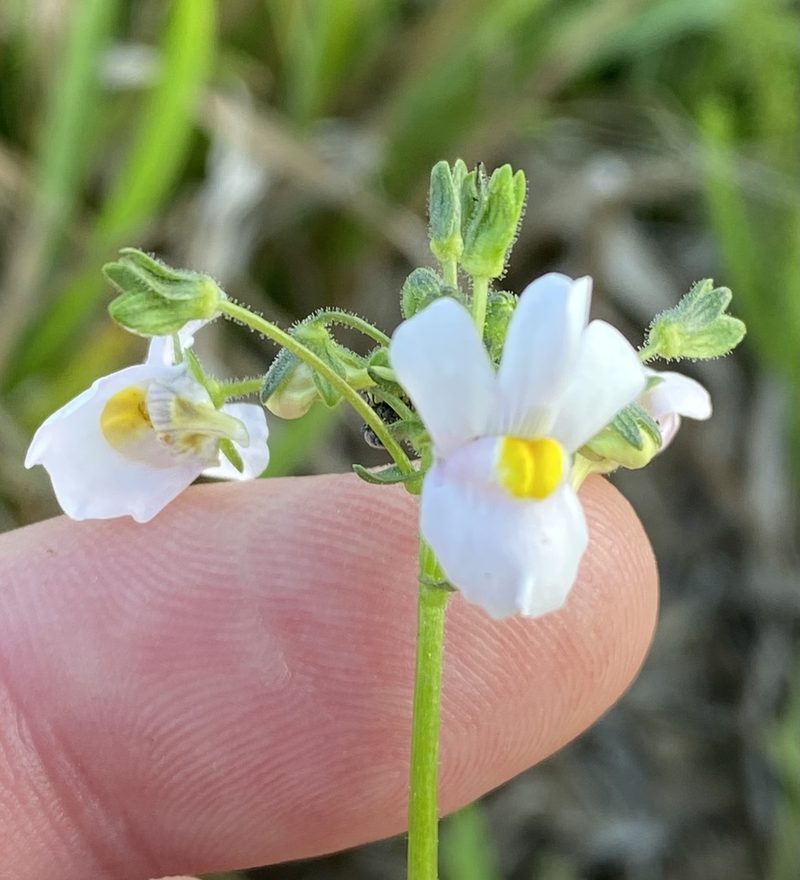 Nemesia melissifolia, photographed by Dave U