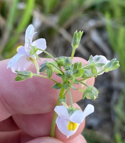 Nemesia melissifolia, photographed by Dave U