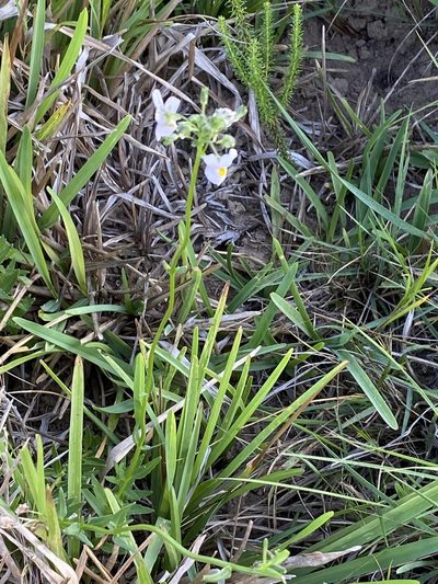 Nemesia melissifolia, photographed by Dave U