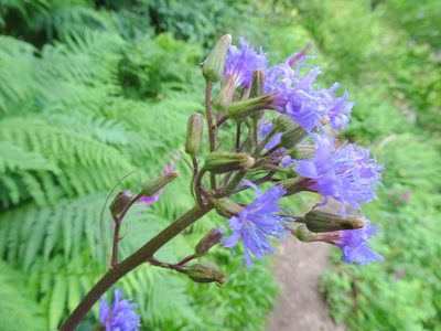 Cicerbita alpina, photographed by Thomas Koffel