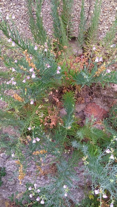 Linaria capraria, photographed by Ulrike Gamper